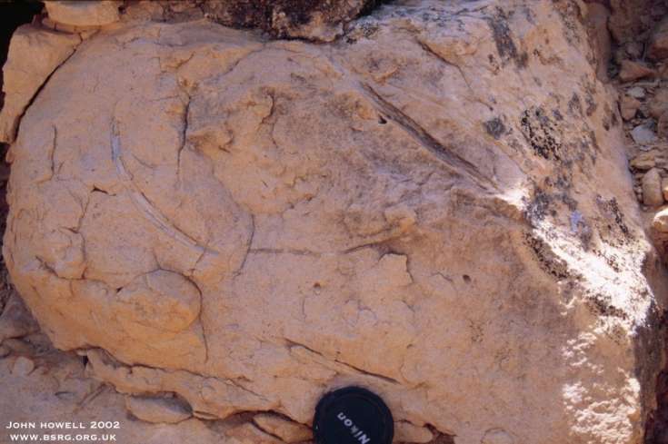 Unknown bioturbation within shoreface deposits, possibly asterosoma. Book Cliffs Eastern Utah.